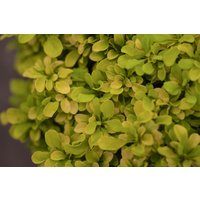 Kategorie <b>Laubbäume </b> - Berberis thunbergii 'Golden Nugget' -R-