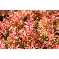 Kategorie <b>Laubbäume </b> - Berberis thunbergii 'Coral'