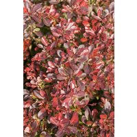 Kategorie <b>Hecken </b> - Berberis thunbergii 'Atropurpurea Nana'