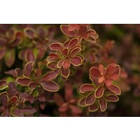Kategorie <b>Hecken </b> - Berberis thunbergii 'Admiration' -S-
