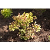 Kategorie <b>Hecken </b> - Berberis thunbergii