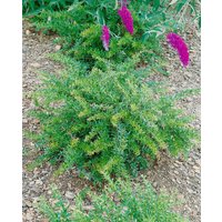 Kategorie <b>Laubbäume </b> - Berberis frikartii 'Amstelveen'