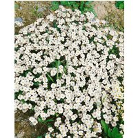 Kategorie <b>Stauden </b> - Aubrieta x cult.'Winterberg'