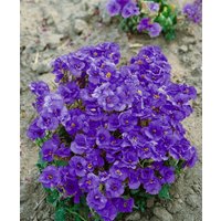 Kategorie <b>Stauden </b> - Aubrieta x cult.'Sauerland'