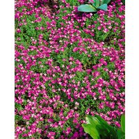 Kategorie <b>Stauden </b> - Aubrieta x cult.'Rosenteppich'