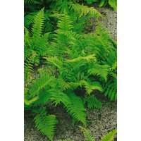 Kategorie <b>Gräser </b> - Athyrium filix-femina 'Rotstiel'