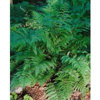 Kategorie <b>Gräser </b> - Athyrium filix-femina 'Lady in Red'