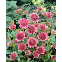 Kategorie <b>Produkt nicht gewünscht </b> - Astrantia maxima