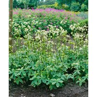 Kategorie <b>Produkt nicht gewünscht </b> - Astrantia major 'Sunningdale Variegated'