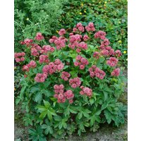 Kategorie <b>Produkt nicht gewünscht </b> - Astrantia major 'Rosensinfonie'