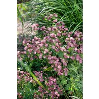 Kategorie <b>Produkt nicht gewünscht </b> - Astrantia major 'Moulin Rouge' -R-