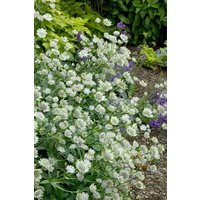 Kategorie <b>Produkt nicht gewünscht </b> - Astrantia major 'Margery Fish'