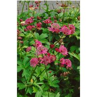 Kategorie <b>Produkt nicht gewünscht </b> - Astrantia major 'Claret'
