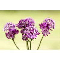 Kategorie <b>Produkt nicht gewünscht </b> - Astrantia major 'Abbey Road' -R-
