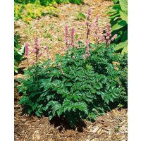 Kategorie <b>Produkt nicht gewünscht </b> - Astilbe x crispa 'Perkeo'