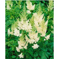 Kategorie <b>Stauden </b> - Astilbe x arendsii 'Weiße Gloria'