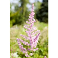 Kategorie <b>Produkt nicht gewünscht </b> - Astilbe x arendsii 'Cattleya'