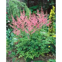 Kategorie <b>Produkt nicht gewünscht </b> - Astilbe x arendsii 'Bressingham Beauty'