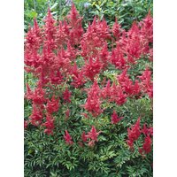 Kategorie <b>Produkt nicht gewünscht </b> - Astilbe x arendsii 'Augustleuchten'