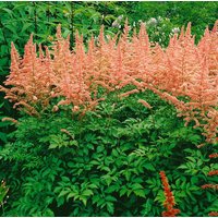 Kategorie <b>Produkt nicht gewünscht </b> - Astilbe x arendsii 'Anita Pfeifer'