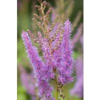 Kategorie <b>Produkt nicht gewünscht </b> - Astilbe x arendsii 'Amethyst'