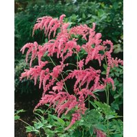 Kategorie <b>Produkt nicht gewünscht </b> - Astilbe thunbergii 'Straußenfeder'