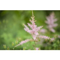 Kategorie <b>Produkt nicht gewünscht </b> - Astilbe s. Hennie Graafland