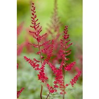 Kategorie <b>Produkt nicht gewünscht </b> - Astilbe japonica 'Montgomery'