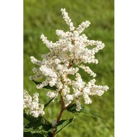 Kategorie <b>Produkt nicht gewünscht </b> - Astilbe japonica 'Deutschland'