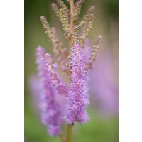 Kategorie <b>Stauden </b> - Astilbe chinensis var.pumila