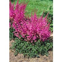 Kategorie <b>Stauden </b> - Astilbe chinensis 'Veronica Klose'