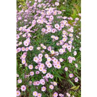 Kategorie <b>Stauden </b> - Aster vimineus 'Lovely'