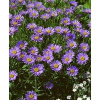 Kategorie <b>Stauden </b> - Aster turbinellus