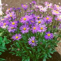 Kategorie <b>Stauden </b> - Aster tongolensis 'Berggarten'