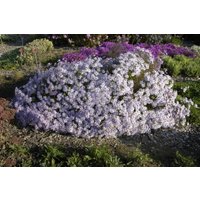 Kategorie <b>Stauden </b> - Aster pyrenaeus 'Lutetia'