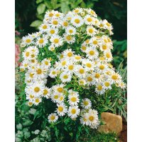 Kategorie <b>Stauden </b> - Aster novi-belgii 'White Ladies'