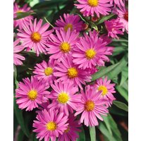 Stauden - Aster novi-belgii 'Terry's Pride'