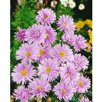 Kategorie <b>Stauden </b> - Aster novi-belgii 'Strawberry and Cream'
