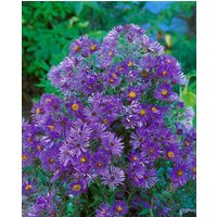 Kategorie <b>Stauden </b> - Aster novi-belgii 'Sarah Ballard'