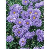 Kategorie <b>Stauden </b> - Aster novi-belgii 'Marie Ballard'