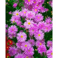 Kategorie <b>Stauden </b> - Aster novi-belgii 'Karminkuppel'