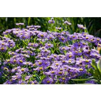Kategorie <b>Stauden </b> - Aster novi-belgii 'Blaue Nachhut'