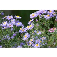 Stauden - Aster novae-angliae 'Treasure'