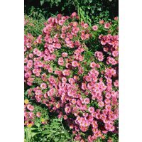 Kategorie <b>Stauden </b> - Aster novae-angliae 'Rudelsburg'