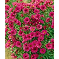 Kategorie <b>Stauden </b> - Aster novae-angliae 'Rubinschatz'
