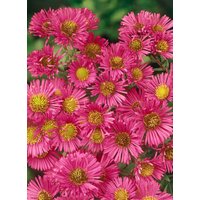 Kategorie <b>Stauden </b> - Aster novae-angliae 'Alma Pötschke'