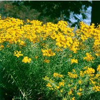 Kategorie <b>Stauden </b> - Aster linosyris