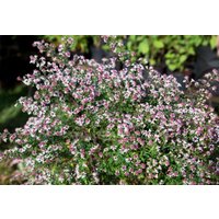 Kategorie <b>Stauden </b> - Aster lateriflorus horiz.'Prince'