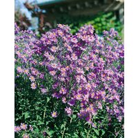 Kategorie <b>Stauden </b> - Aster laevis