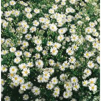 Kategorie <b>Stauden </b> - Aster ericoides 'Schneegitter'